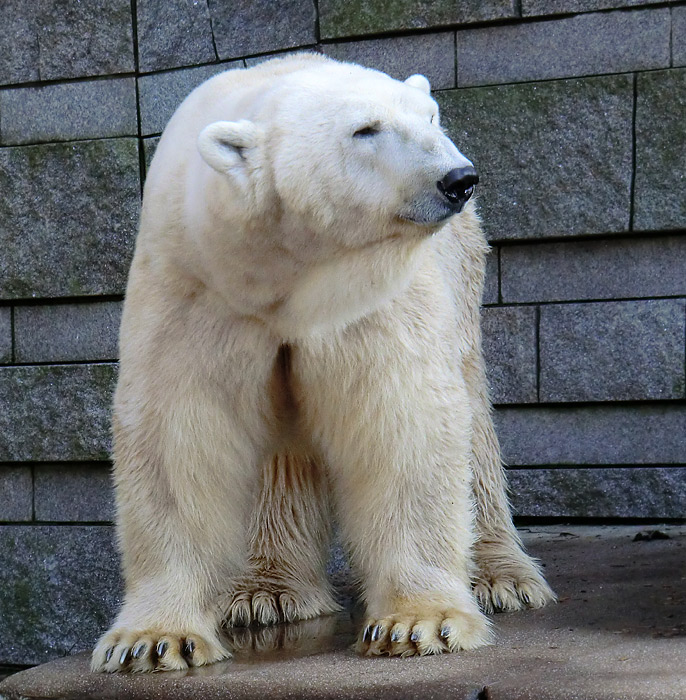 Eisbär LARS am 28. Januar 2012 im Zoologischen Garten Wuppertal