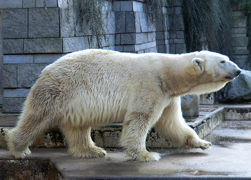 Eisbär LARS am 28. Januar 2012 im Wuppertaler Zoo