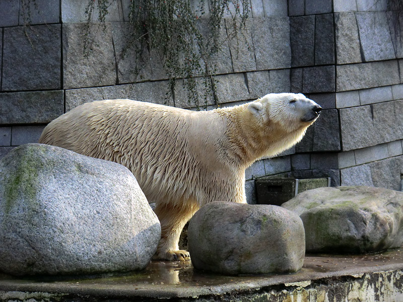 Eisbär LARS am 28. Januar 2012 im Zoologischen Garten Wuppertal