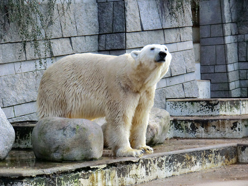 Eisbär LARS am 28. Januar 2012 im Wuppertaler Zoo