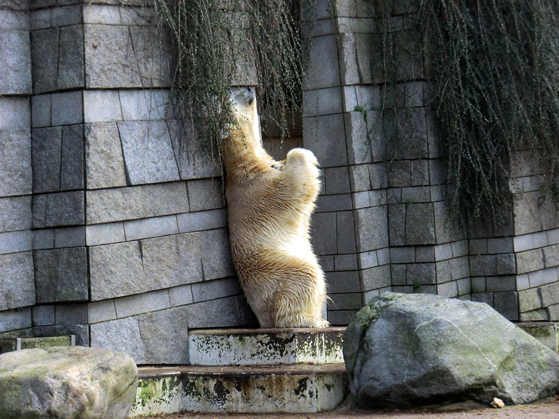 Eisbär LARS am 28. Januar 2012 im Zoologischen Garten Wuppertal