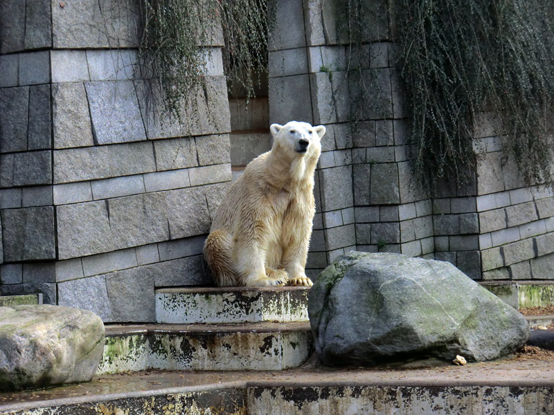 Eisbär LARS am 28. Januar 2012 im Wuppertaler Zoo