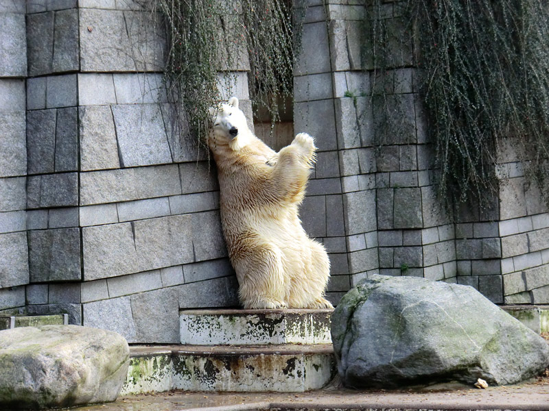 Eisbär LARS am 28. Januar 2012 im Zoo Wuppertal