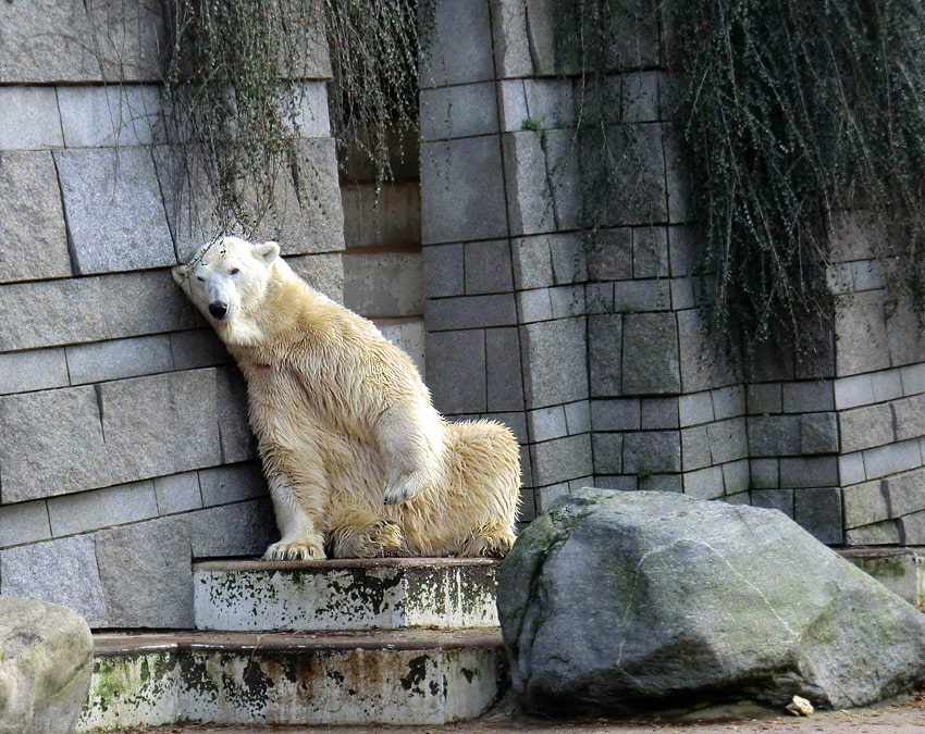 Eisbär LARS am 28. Januar 2012 im Zoologischen Garten Wuppertal