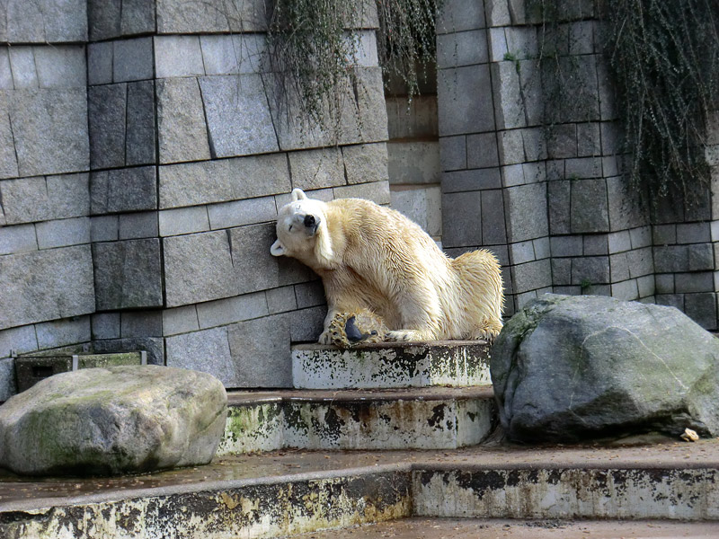 Eisbär LARS am 28. Januar 2012 im Wuppertaler Zoo