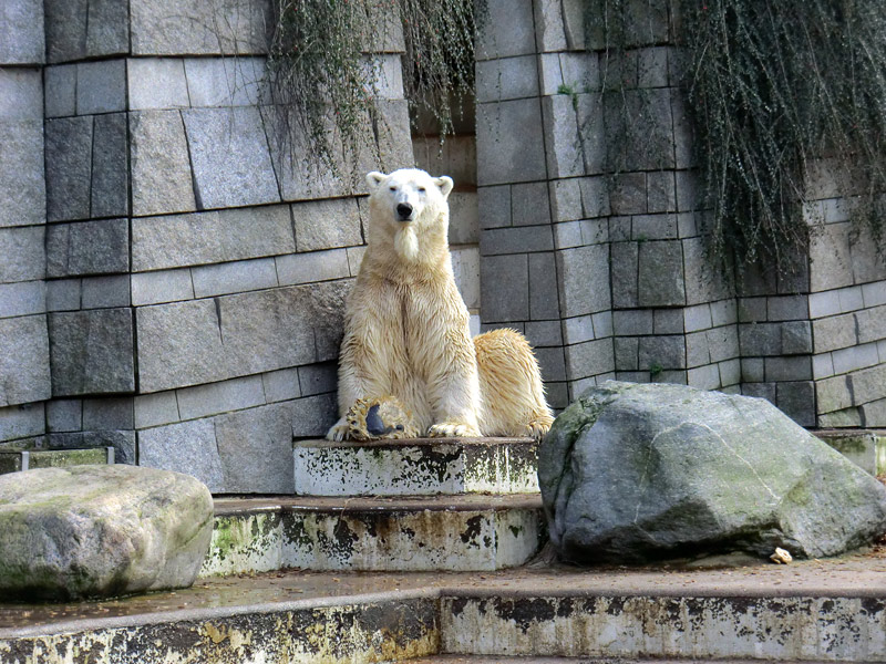 Eisbär LARS am 28. Januar 2012 im Zoo Wuppertal