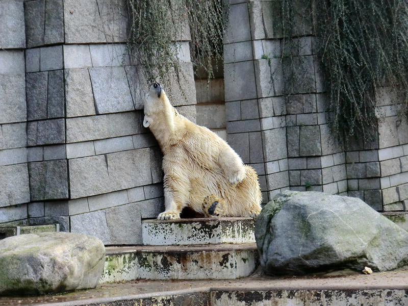 Eisbär LARS am 28. Januar 2012 im Zoologischen Garten Wuppertal