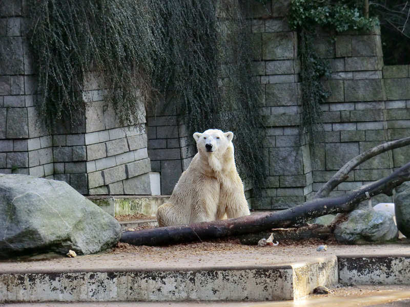 Eisbär LARS am 28. Januar 2012 im Wuppertaler Zoo