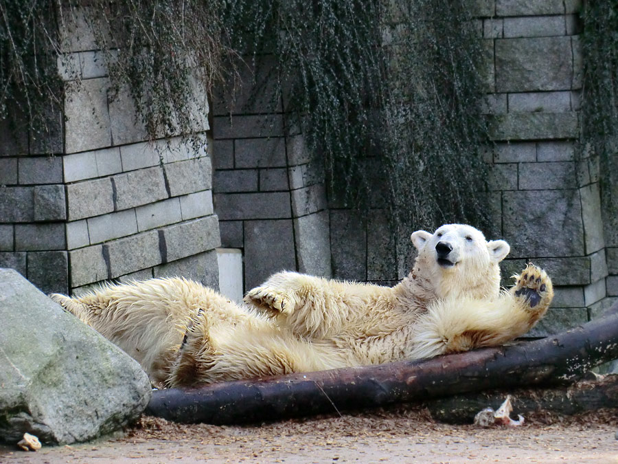 Eisbär LARS am 28. Januar 2012 im Zoo Wuppertal