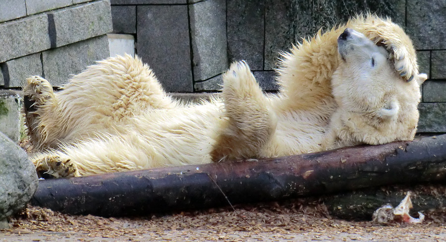 Eisbär LARS am 28. Januar 2012 im Zoologischen Garten Wuppertal