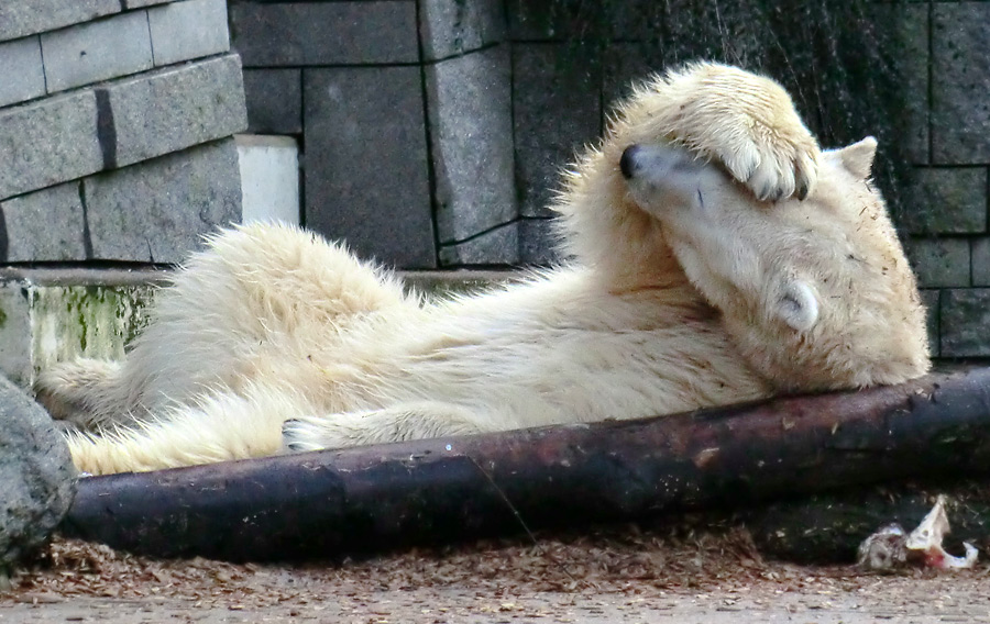 Eisbär LARS am 28. Januar 2012 im Zoologischen Garten Wuppertal