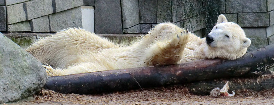 Eisbär LARS am 28. Januar 2012 im Wuppertaler Zoo