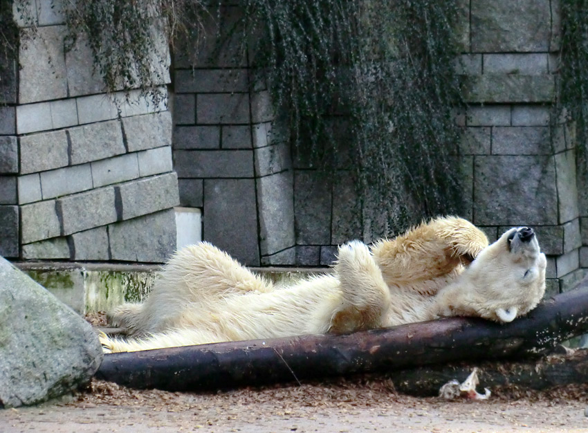 Eisbär LARS am 28. Januar 2012 im Zoo Wuppertal