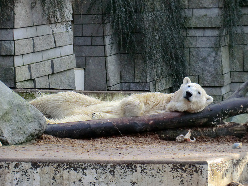 Eisbär LARS am 28. Januar 2012 im Zoologischen Garten Wuppertal