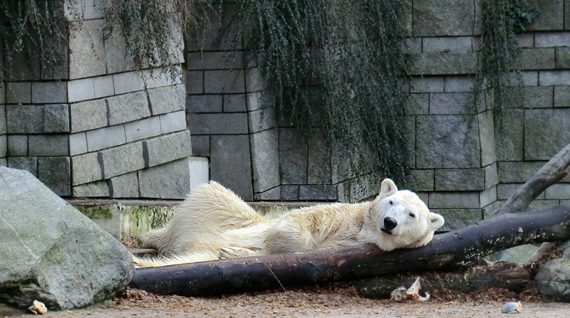 Eisbär LARS am 28. Januar 2012 im Wuppertaler Zoo