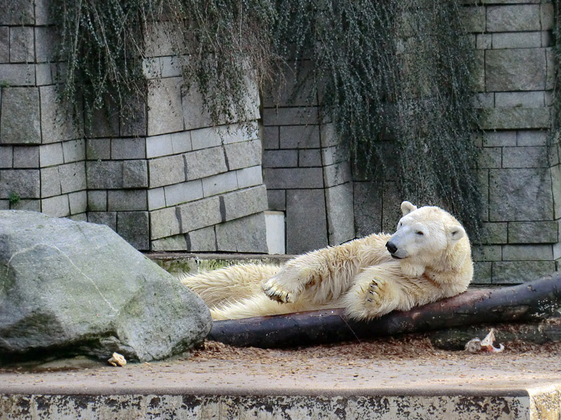 Eisbär LARS am 28. Januar 2012 im Zoo Wuppertal