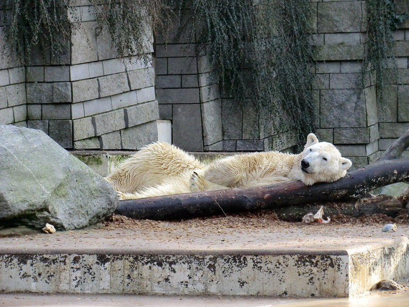 Eisbär LARS am 28. Januar 2012 im Zoologischen Garten Wuppertal