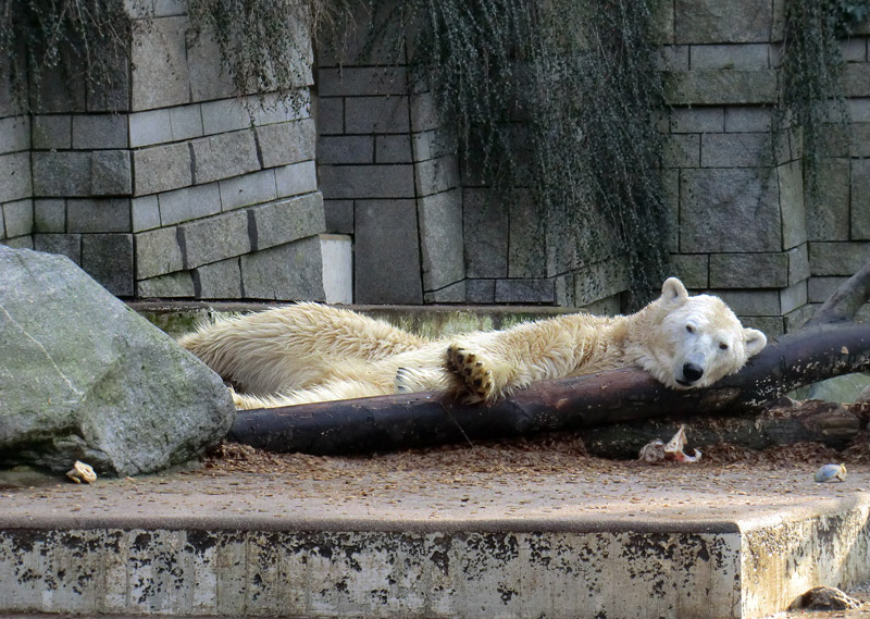 Eisbär LARS am 28. Januar 2012 im Wuppertaler Zoo