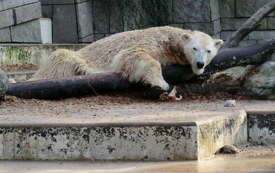 Eisbär LARS am 28. Januar 2012 im Zoologischen Garten Wuppertal