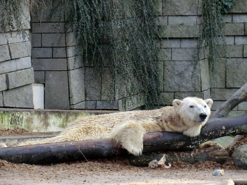 Eisbär LARS am 28. Januar 2012 im Zoo Wuppertal