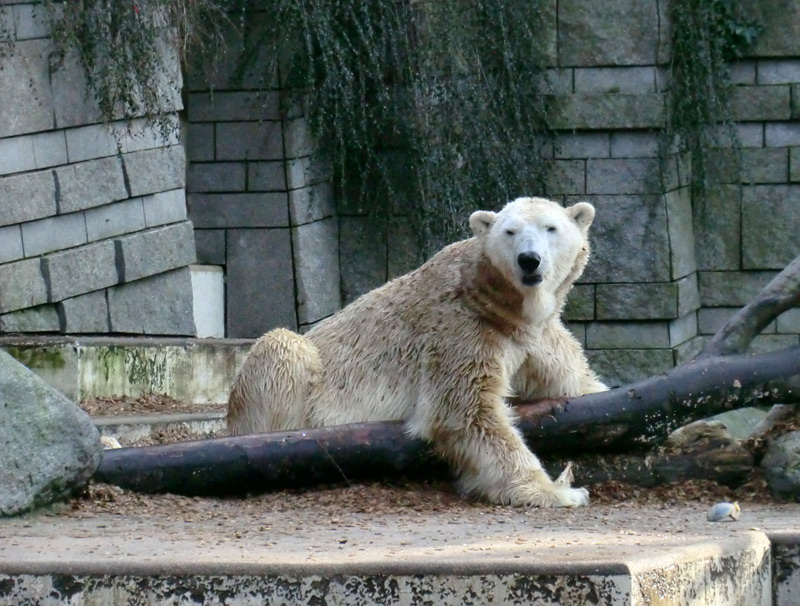 Eisbär LARS am 28. Januar 2012 im Zoologischen Garten Wuppertal