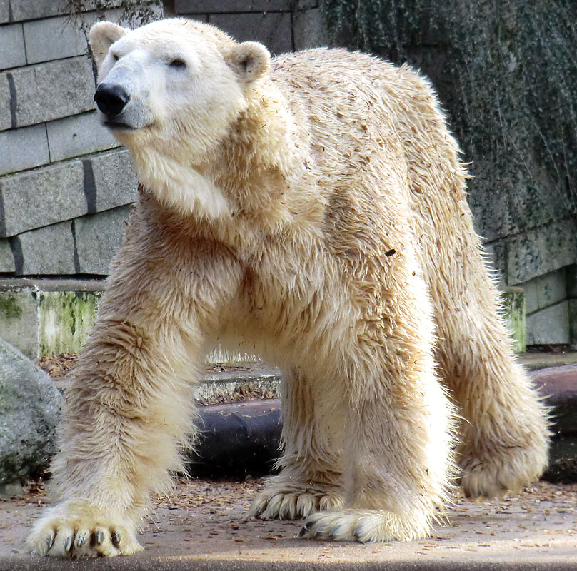 Eisbär LARS am 28. Januar 2012 im Zoo Wuppertal