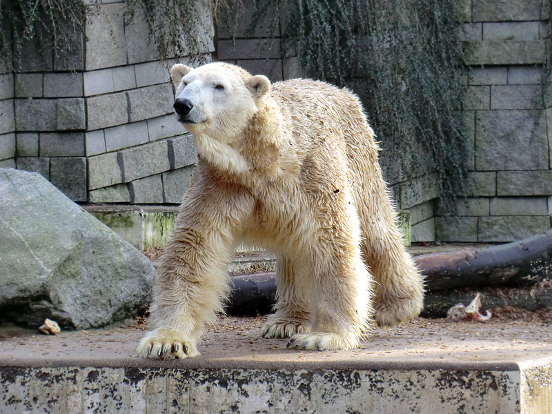 Eisbär LARS am 28. Januar 2012 im Wuppertaler Zoo