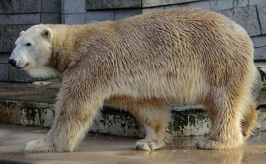 Eisbär LARS am 28. Januar 2012 im Zoologischen Garten Wuppertal