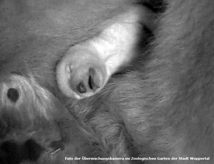 Eisbärin Vilma mit Eisbärjungtier Anori im Januar 2012 im Zoo Wuppertal (Foto der Überwachungskamera im Zoologischen Garten der Stadt Wuppertal)