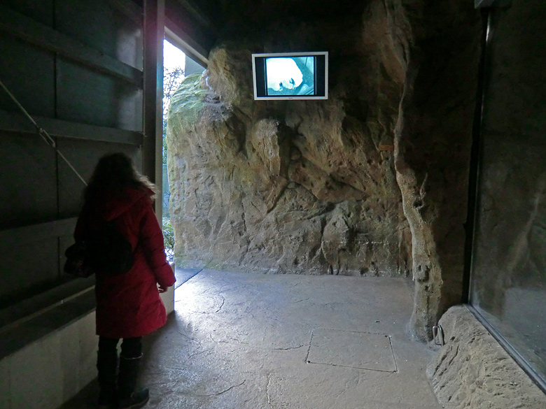 Monitor in der Pinguinanlage am 3. Februar 2012 im Zoologischen Garten Wuppertal