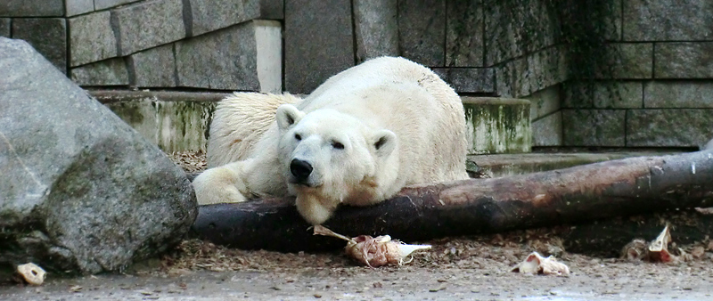 Eisbär LARS am 5. Februar 2012 im Zoo Wuppertal