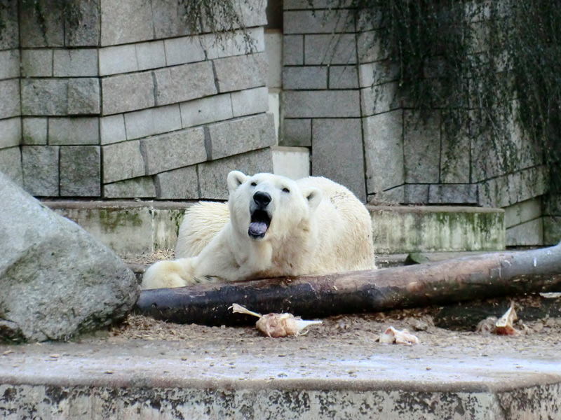 Eisbär LARS am 5. Februar 2012 im Zoologischen Garten Wuppertal