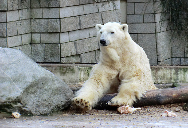 Eisbär LARS am 5. Februar 2012 im Wuppertaler Zoo