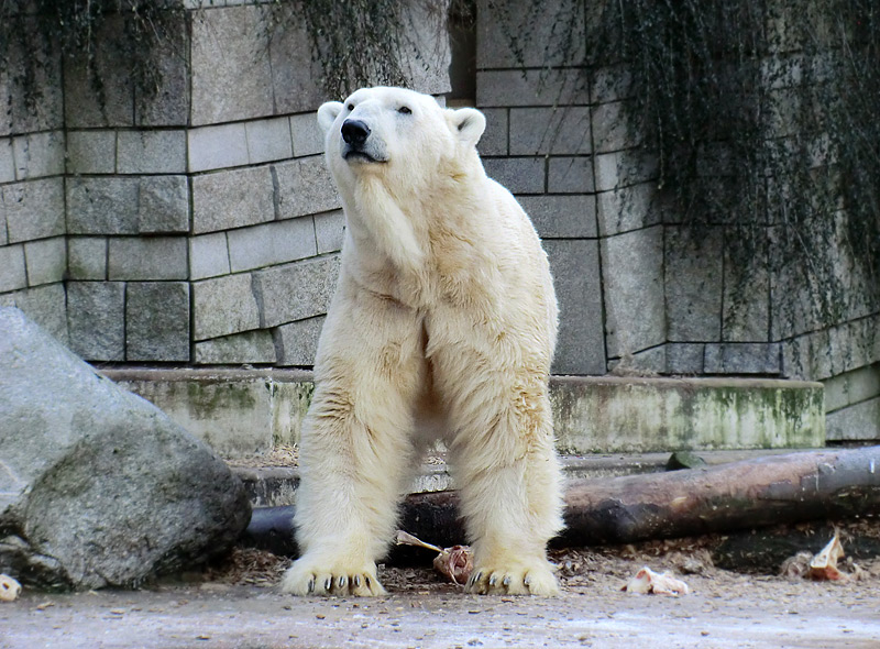 Eisbär LARS am 5. Februar 2012 im Wuppertaler Zoo