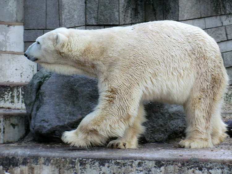 Eisbär LARS am 5. Februar 2012 im Zoo Wuppertal