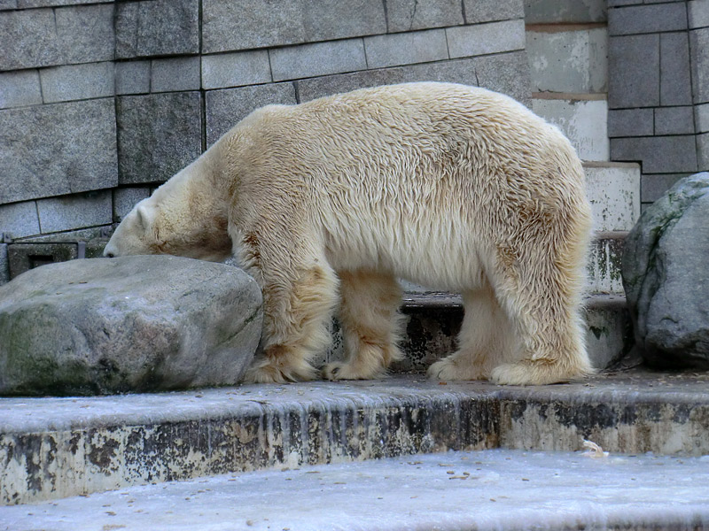 Eisbär LARS am 5. Februar 2012 im Zoologischen Garten Wuppertal