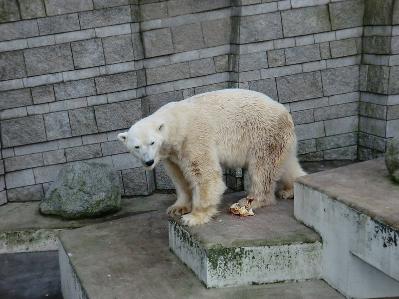 Eisbär LARS am 5. Februar 2012 im Zoo Wuppertal