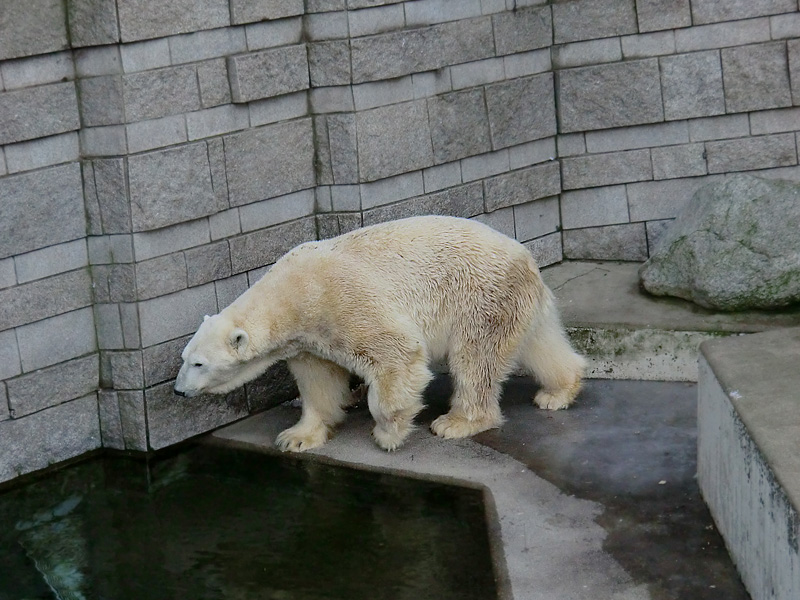 Eisbär LARS am 5. Februar 2012 im Zoologischen Garten Wuppertal