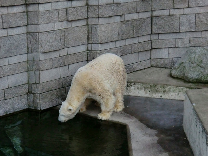 Eisbär LARS am 5. Februar 2012 im Wuppertaler Zoo