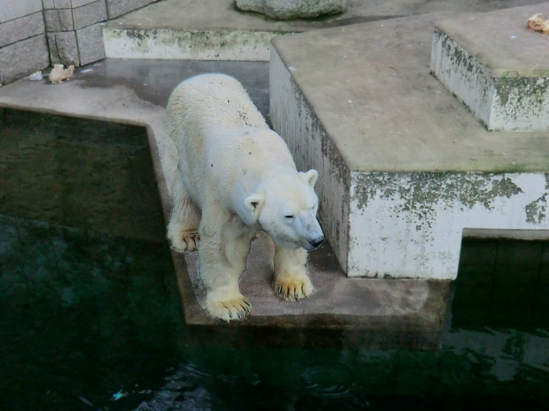 Eisbär LARS am 5. Februar 2012 im Zoo Wuppertal