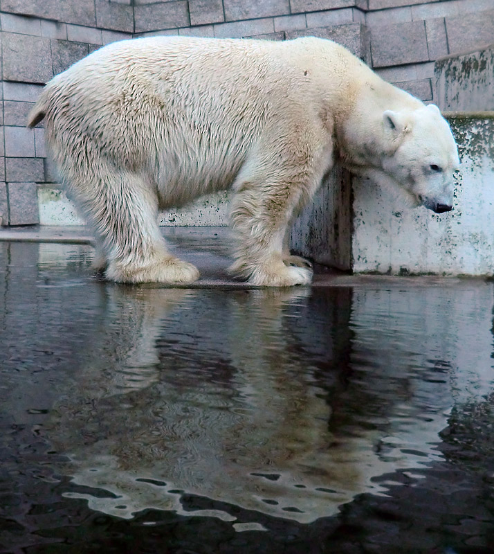 Eisbär LARS am 5. Februar 2012 im Wuppertaler Zoo