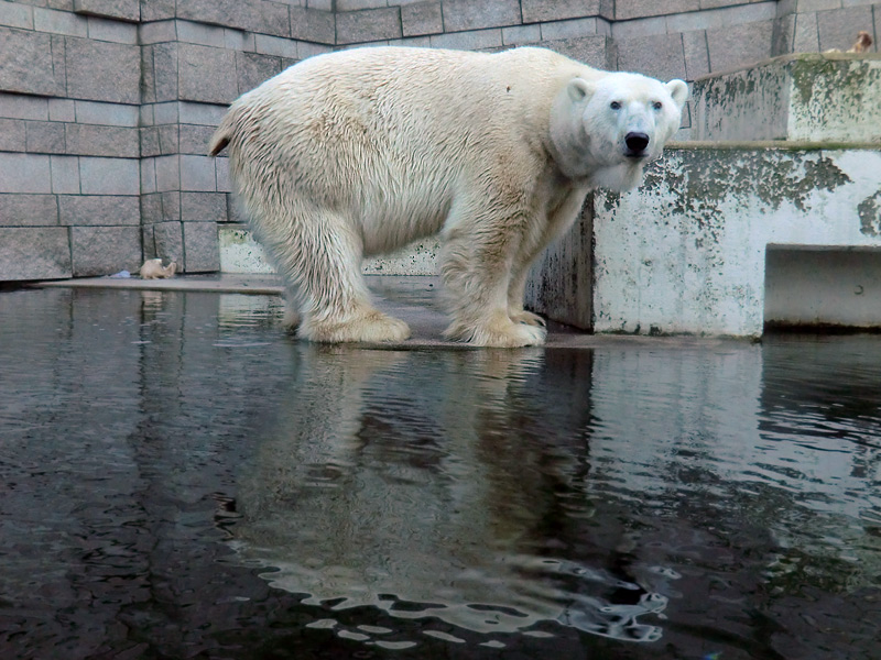 Eisbär LARS am 5. Februar 2012 im Zoo Wuppertal