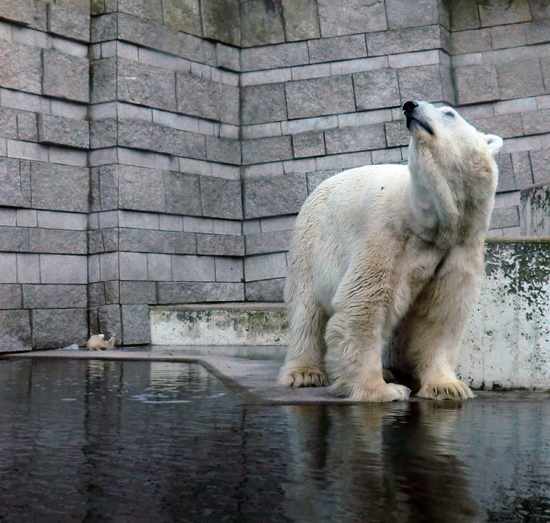 Eisbär LARS am 5. Februar 2012 im Zoologischen Garten Wuppertal