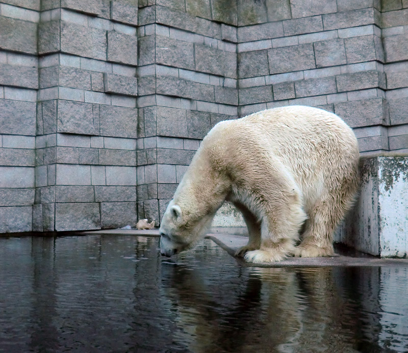 Eisbär LARS am 5. Februar 2012 im Zoo Wuppertal