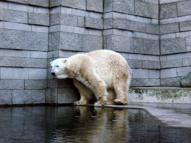 Eisbär LARS am 5. Februar 2012 im Wuppertaler Zoo