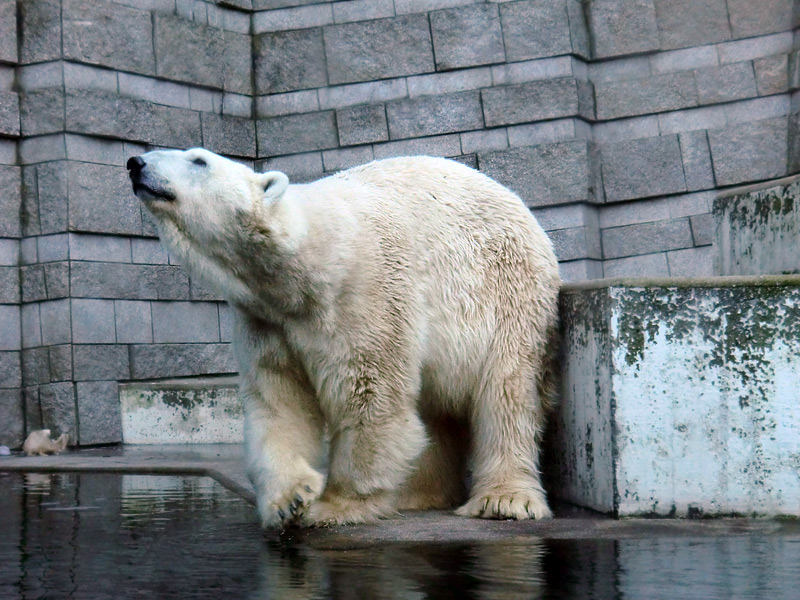 Eisbär LARS am 5. Februar 2012 im Zoo Wuppertal