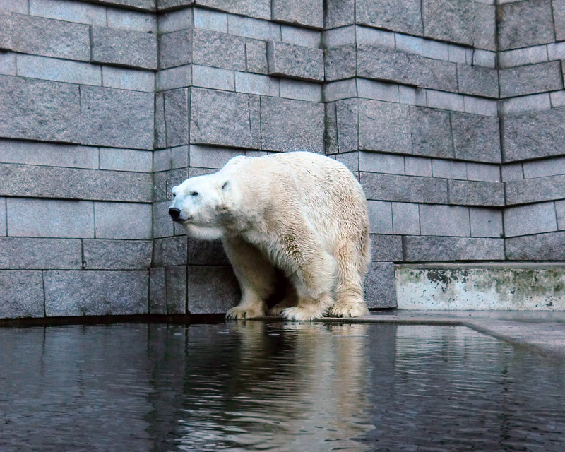 Eisbär LARS am 5. Februar 2012 im Zoologischen Garten Wuppertal