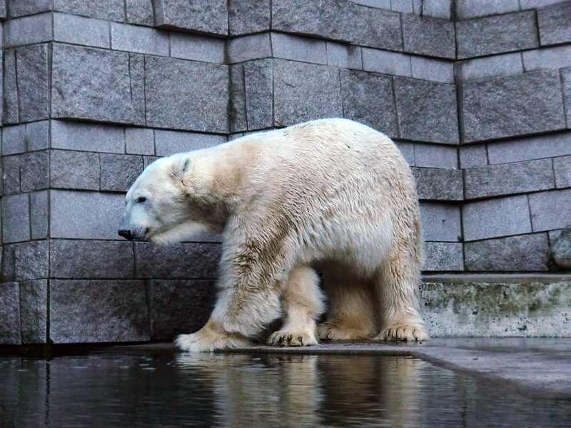 Eisbär LARS am 5. Februar 2012 im Wuppertaler Zoo