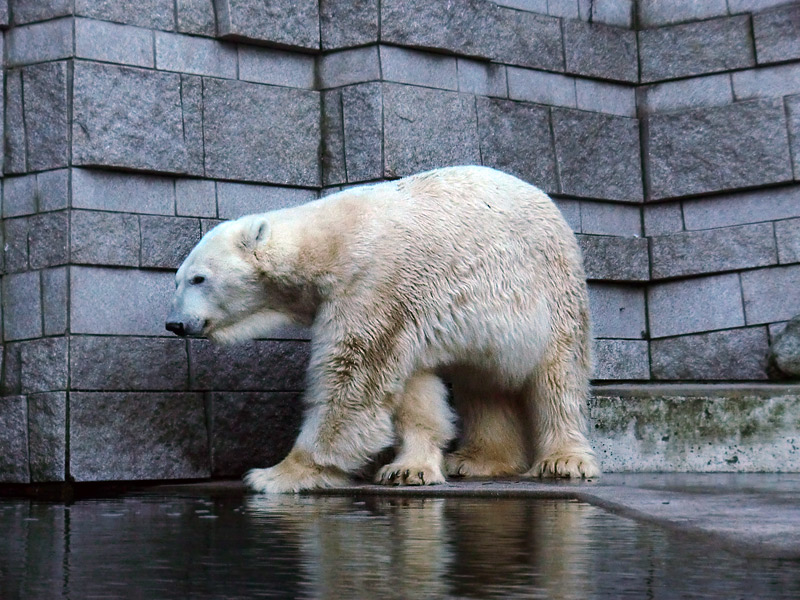 Eisbär LARS am 5. Februar 2012 im Wuppertaler Zoo