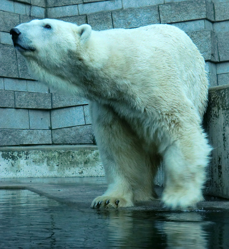 Eisbär LARS am 5. Februar 2012 im Zoo Wuppertal